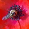 Un précieux coquelicot. Au jardin.Lise Jaloux